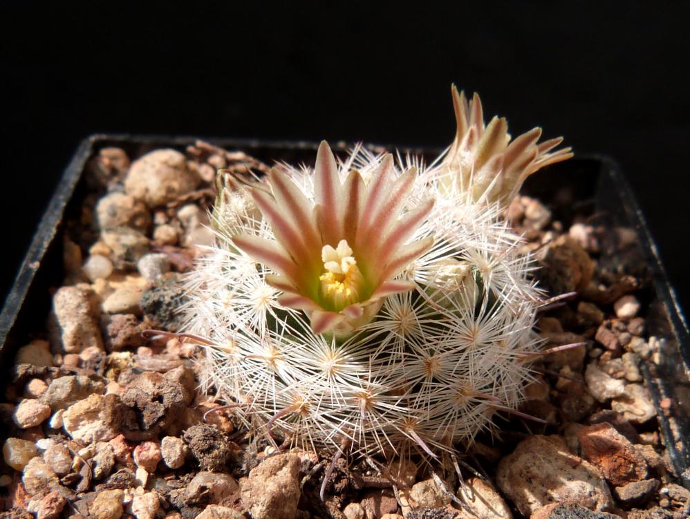 Mammillaria